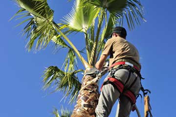 Tree trimming is an aesthetic service, controlling the look of the tree.