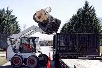 Tree removal in Florida requires proper documentation from a licensed tree service.