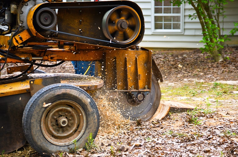 Tree removal in Florida.