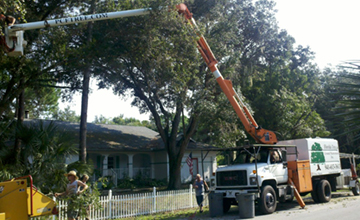 Southwest Florida Tree Trimming Services.