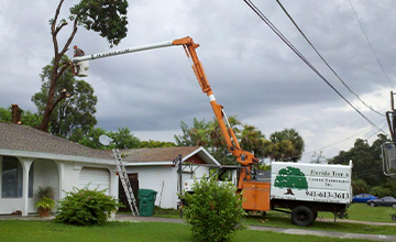 Punta Gorda Tree Removal.
